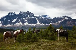 Small Group Of Animals Prints: Horses, Jasper National Park, Alberta, Canada