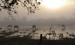 Images Dated 3rd May 2014: Horses at misty dawn