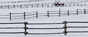Images Dated 22nd June 2016: Horses in paddocks on a ranch in the snow at Palouse, Washington, USA