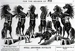 Horses Performing In Circus