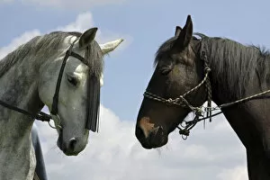 Perissodactyla Gallery: Two horses, portrait