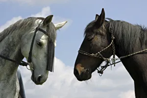 Perissodactyla Gallery: Two horses, portrait