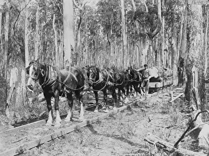 Raw Material Prints: Horses Pulling Logs