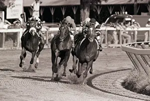 Horses Racing