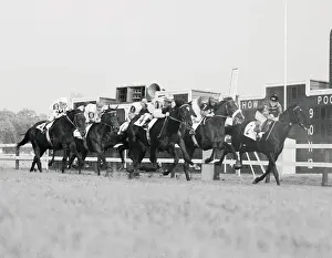 Horses Racing