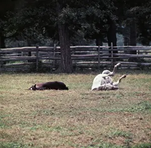 Huty35795 Prints: Horses Rolling
