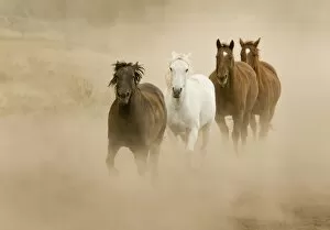 Images Dated 25th September 2009: Horses running and kicking up dust