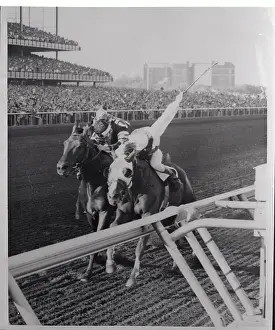 Horses Running in A Race