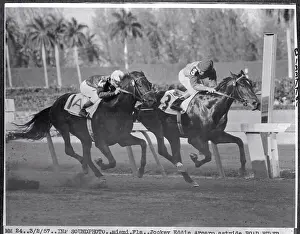 Horses Running in A Race
