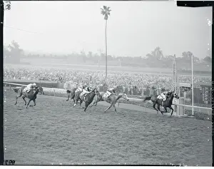 Horses Running in a Race