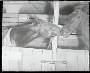 Horses Showing Affection