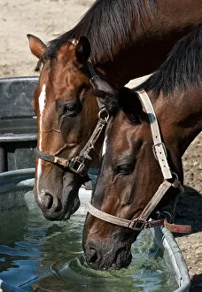 Images Dated 23rd July 2011: Horses Taking A Drink