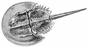 Images Dated 31st July 2016: Horseshoe Crab engraving 1888