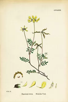 Images Dated 13th September 2017: Horseshoe Vetch, Hippocrepis comoas, Victorian Botanical Illustration, 1863