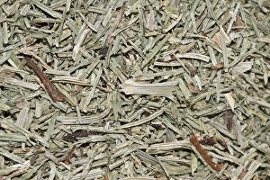 Images Dated 13th June 2012: Horsetail tea, organic tea