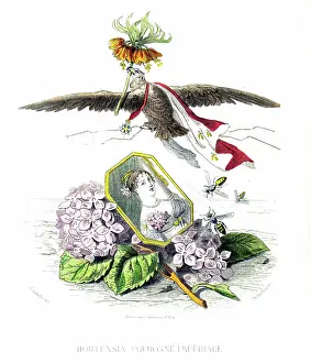 Grandville Prints: Hortensia, hydrangea, flower- Hand colored plate from 'Les Fleurs Animees by J