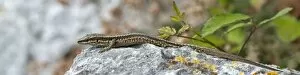 Images Dated 20th September 2013: Horvaths Rock Lizard -Iberolacerta horvathi-, Udine province, Italy