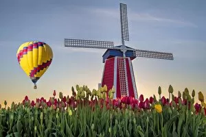 Windmill Gallery: Hot Air Balloon Over Tulip Field