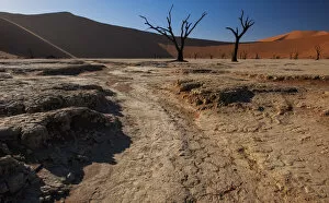 Hot desert sun rises over the iconic dead tree landscape of Deadvlei in the Namib-Naukluft National Park, Namibia