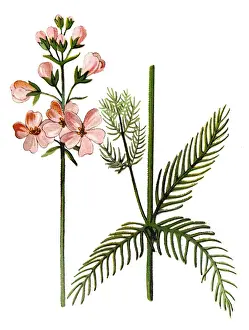Hottonia palustris, the water violet or featherfoil