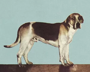 Blue Background Gallery: Hound Dog