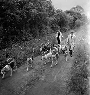 Haywood Magee Prints: Hound Dogs