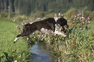 Jump Prints: Hound, English Springer Spaniel retrieving a mallard drake