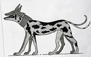 Two Hounds In Egyptian Painting