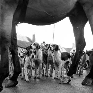 Human Interest Gallery: Hounds And Horse
