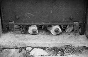 Cage Prints: A Hound's Nose