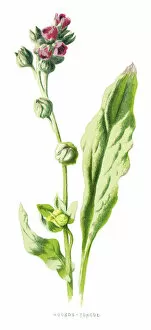 Medicinal and Herbal Plant Illustrations Collection: houndstongue, houndstooth, dogs tongue, gypsy flower, rats and mice