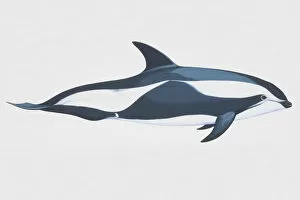 Images Dated 21st March 2007: Hourglass dolphin (Lagenorynchus cruciger)