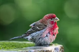 Images Dated 25th May 2011: House Finch
