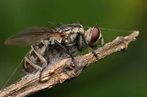 Images Dated 11th January 2011: House fly