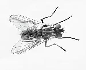 Entomology Prints: House Fly