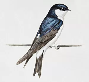 House martin (Delichon urbicum), on a perch, looking away
