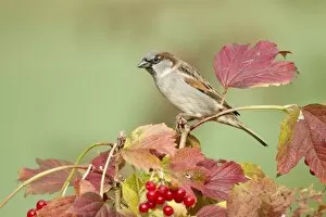 House Sparrow -Passer domesticus-, Limburg an der Lahn, Hesse, Germany, Europe
