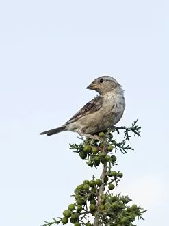 Deciduous Tree Collection: House Sparrow (Passer domesticus), on the branch of a small tree. Spain