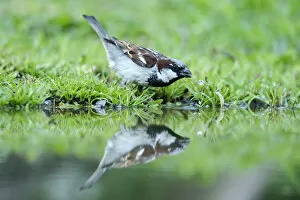 House Sparrow -Passer domesticus-, drinking water, Bulgaria