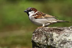 Images Dated 8th March 2010: House sparrow -Passer domesticus-, perched on a rock