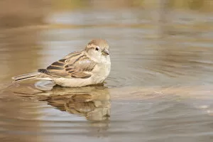 House Sparrow -Passer domesticus-, taking a bath, Limburg an der Lahn, Hesse, Germany, Europe