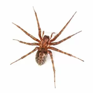 Brown Gallery: House spider