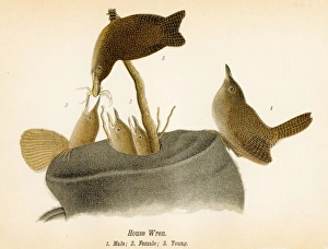 Wren Gallery: House wren bird lithograph 1890