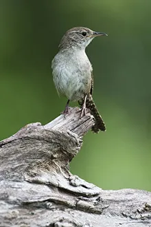 Images Dated 26th May 2017: House wren portrait in spring