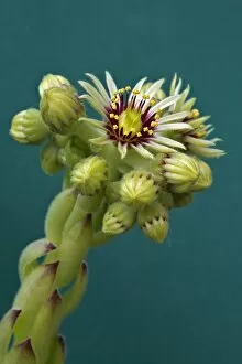 Images Dated 1st July 2013: Houseleek -Sempervivum grandiflorum-, flowering
