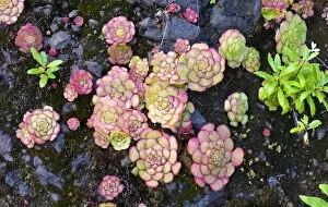 Images Dated 20th May 2011: Houseleeks, Liveforever or Hen and Chicks -Sempervivum-, Madeira, Sao Vicente, Funchal, Madeira