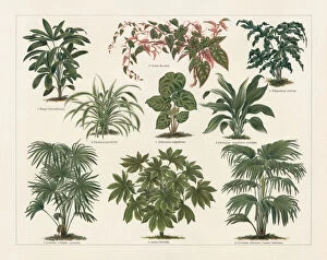 Images Dated 29th March 2018: Houseplants, lithograph, published in 1897