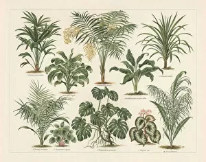 Images Dated 29th March 2018: Houseplants, lithograph, published in 1897
