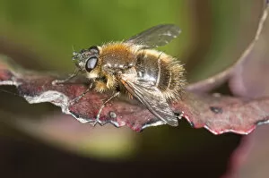 Hoverfly -Brachypalpus valgus-, Untergroeningen, Baden-Wuerttemberg, Germany, Europe
