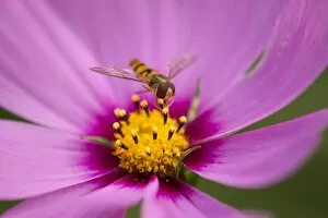 Hoverfly -Syrphidae- perched on the flower of a Purple Coneflower -Echinacea spp.-, Lower Saxony, Germany